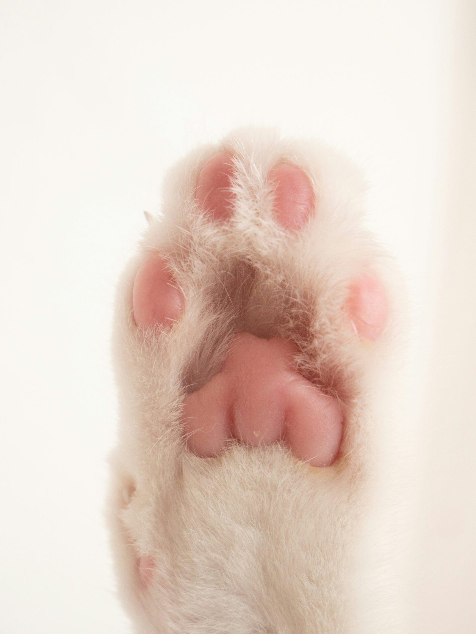 The Secret World of Cat Paws: Anatomy and Fascinating Facts